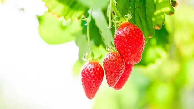 甘い宝石　摘み取り体験！　～地元食材をイタリアンで～