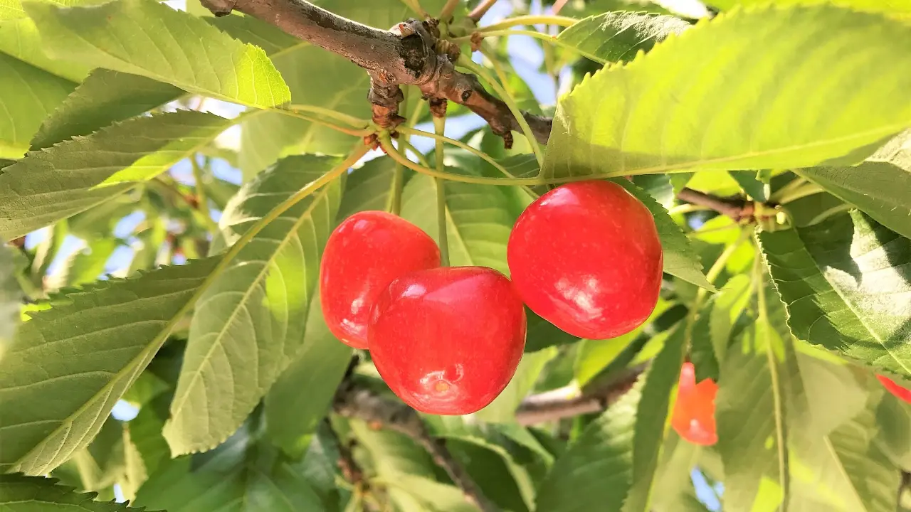 さくらんぼ狩り ～Fruits Picking! NANYO!
