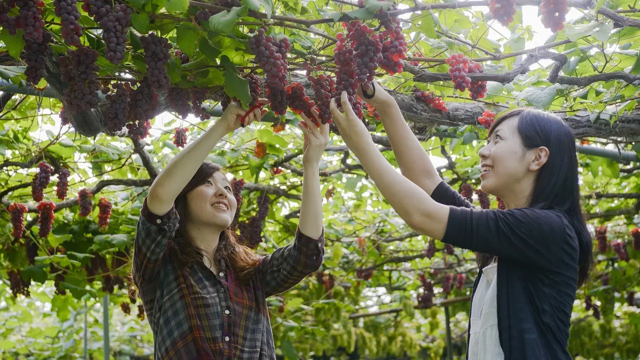 魔法の山のぶどう狩り体験 ～Fruits Picking! NANYO!