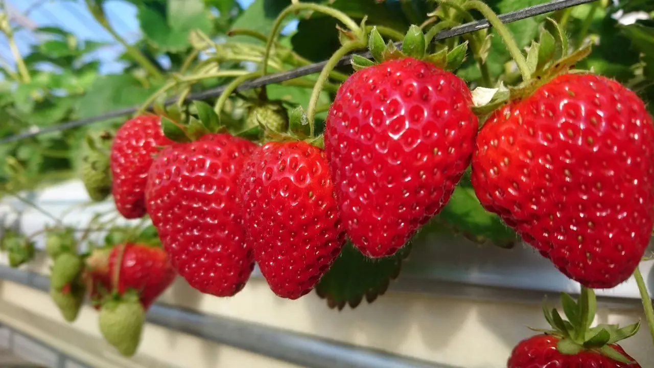 和田観光苺組合【いちご狩り】