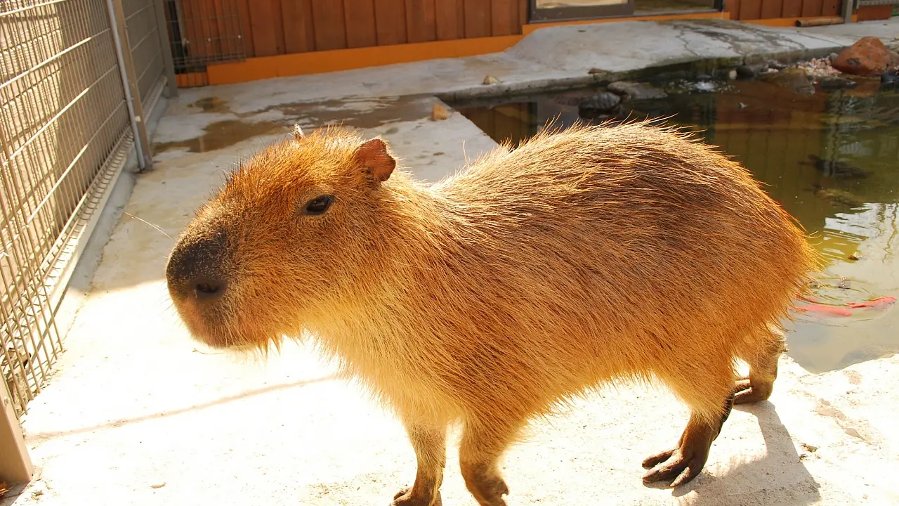 とんとんフレンズ　えさやり体験