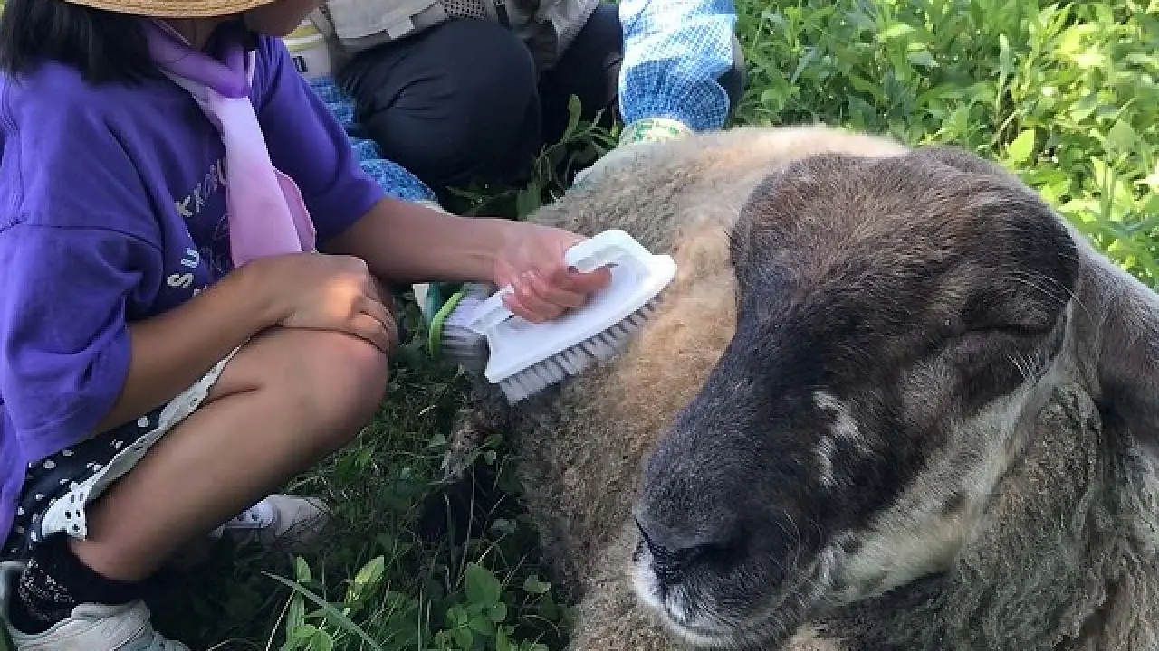 ヤギ・ヒツジとふれあおう!