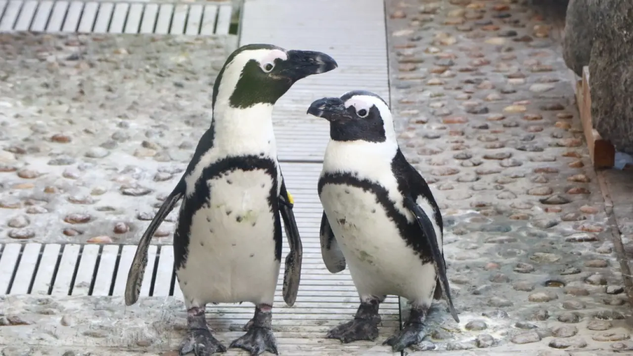 ペンギンライフツアー