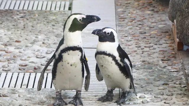 ペンギンライフツアー
