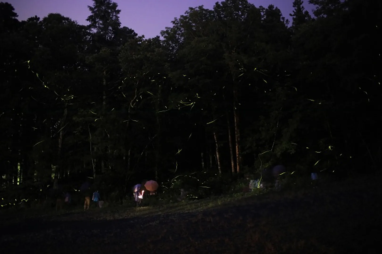 たくさんのホタルに包まれて