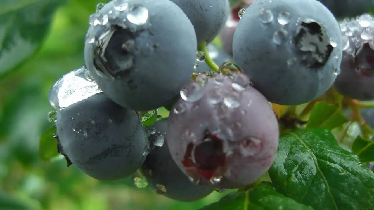 "All-You-Can-Eat" Blueberry Picking Experience in Sendai