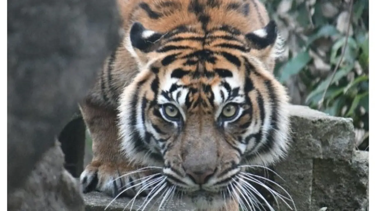 【教育旅行専用】八木山動物公園の学習プログラム