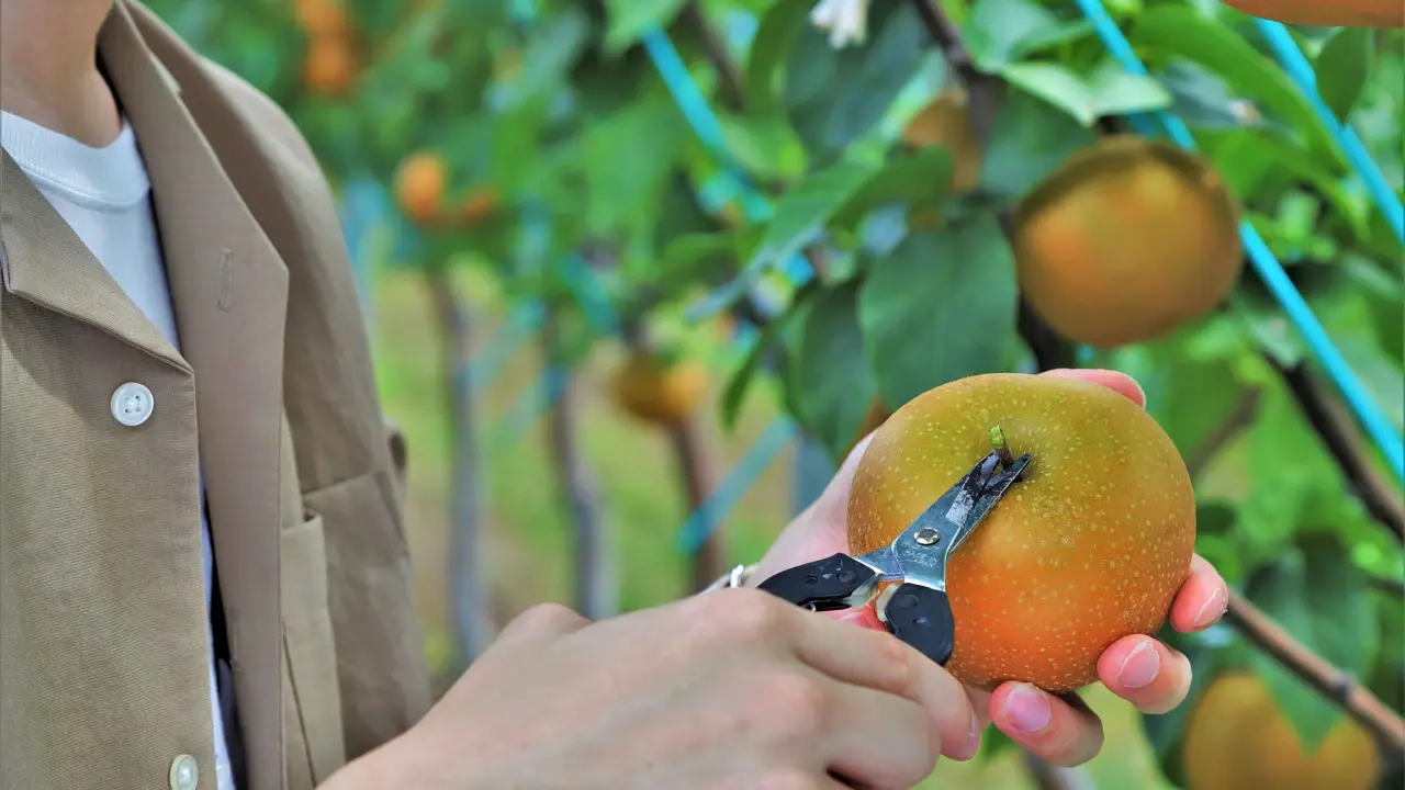Japanese Pear Picking Experience in Sendai