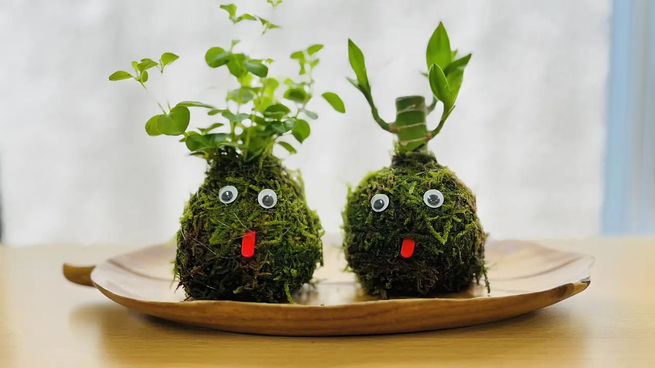 Moss Ball Making Experience Near Sendai Station