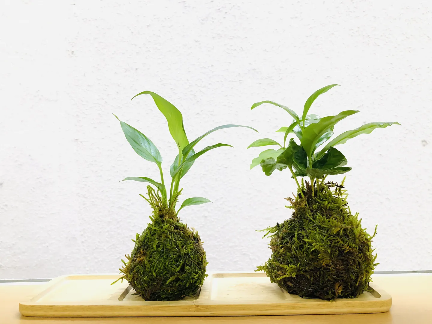 まん丸やお山型などお好みの苔玉を作りましょう