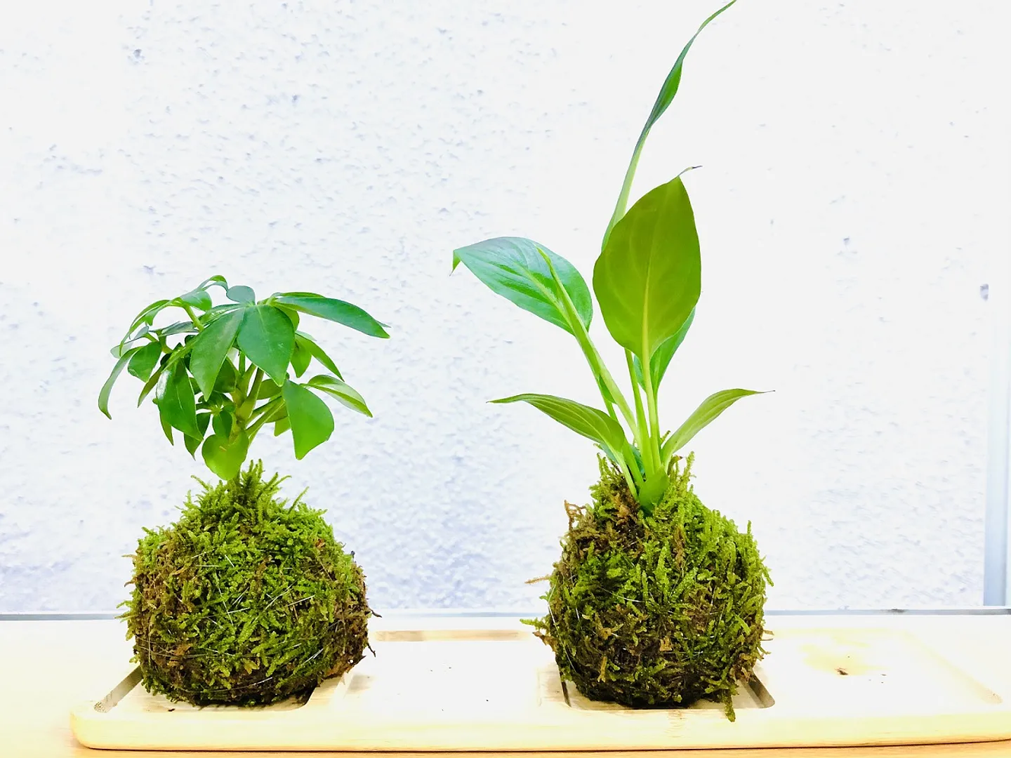 季節の植物からお好きなものをお選びいただけます