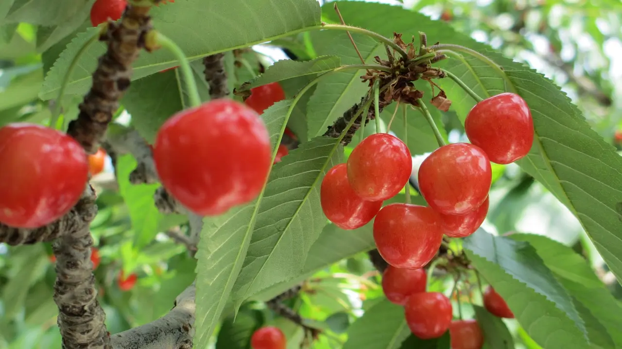 【かみのやま温泉】さくらんぼ狩りチケット2025
