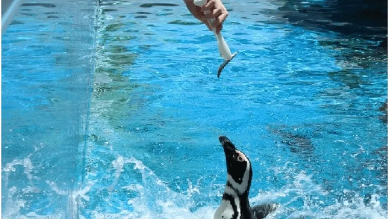 ペンギンフィーディングタイム inうみの杜ビーチ