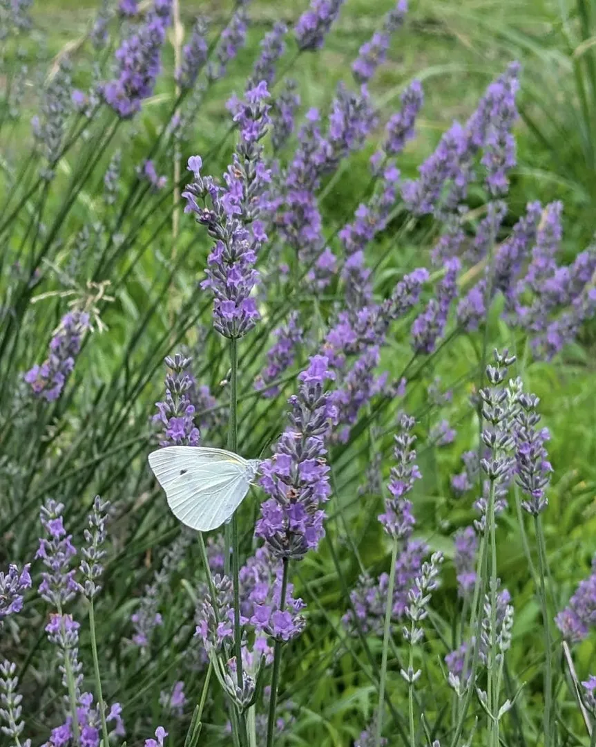ラベンダー刈り