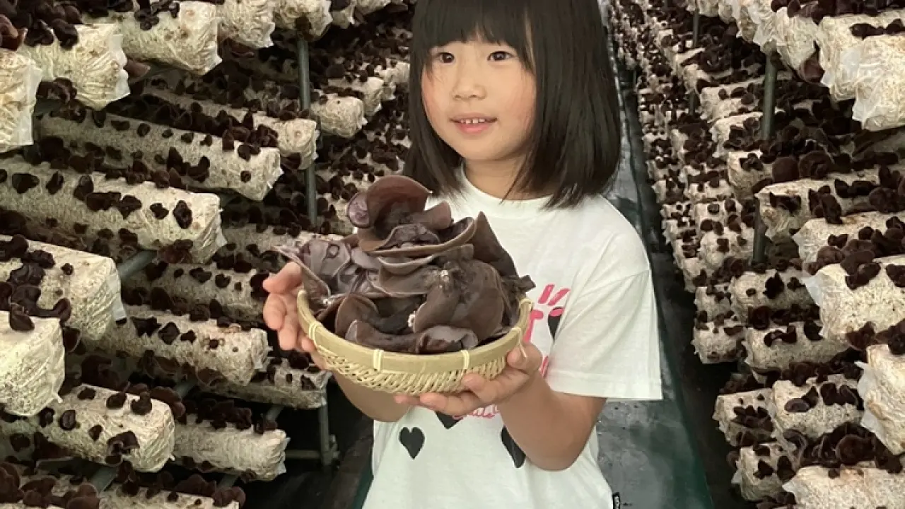 珍しい！オーガニックきくらげの収穫体験！