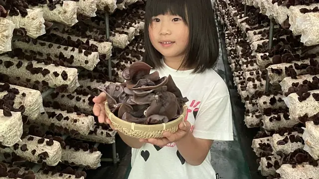 珍しい！オーガニックきくらげの収穫体験！