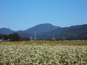そば畑から見える大東岳