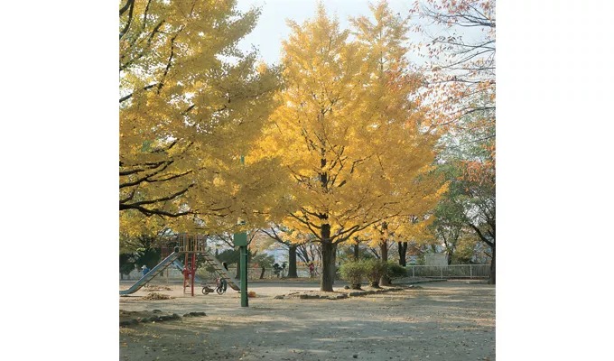 イチョウの黄葉が美しい広場の様子
