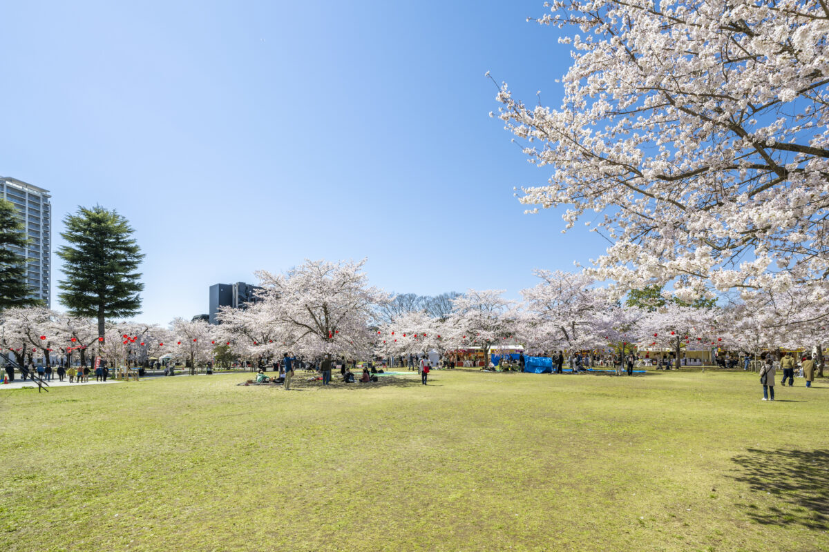 春は市内屈指のお花見スポットとして人気の様子