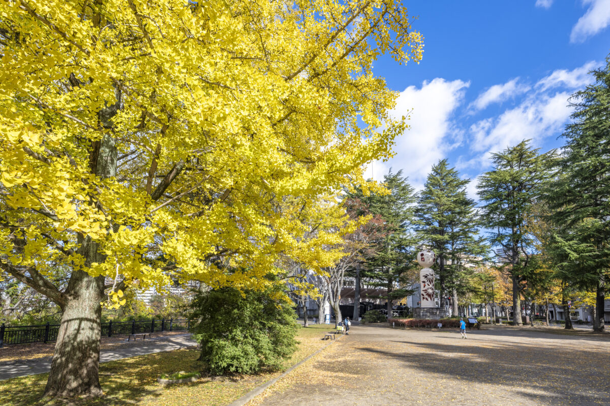 イチョウの黄葉が美しい広場の様子
