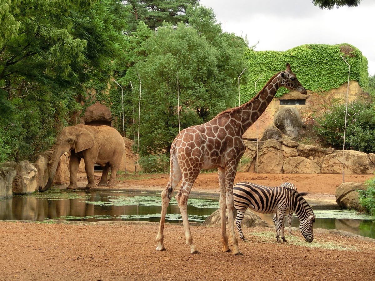 本来の動物たちの生息域の状態を再現したアフリカ園の様子