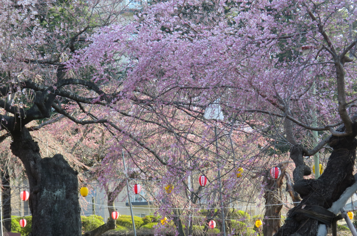 ジャンル：仙台榴岡公園「桜まつり」