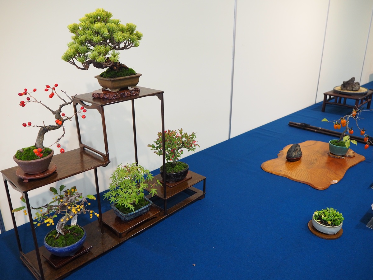 イベント:秋保・里センター 杜の文化展~盆栽・山野草・水石~