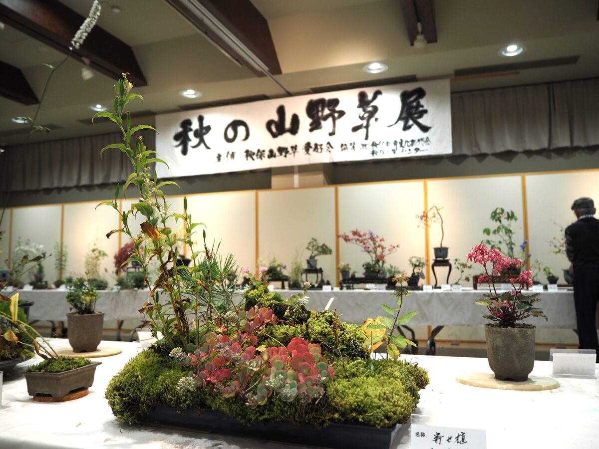 イベント:秋保・里センター 秋の山野草展